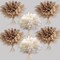 Fluffy Pompas Grass, Natural Dry Pampas Grass Small(Brown,white)